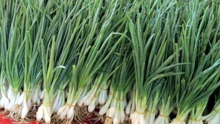 Son Haberler: Yeşil soğanın faydaları nelerdir?  Yeşil soğan hangi hastalıklarda ve ne için kullanılır?