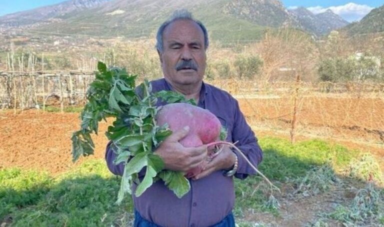 Boyutuyla tarımcı tarafından şaşırdı: Osmaniye’de büyük sebzeler